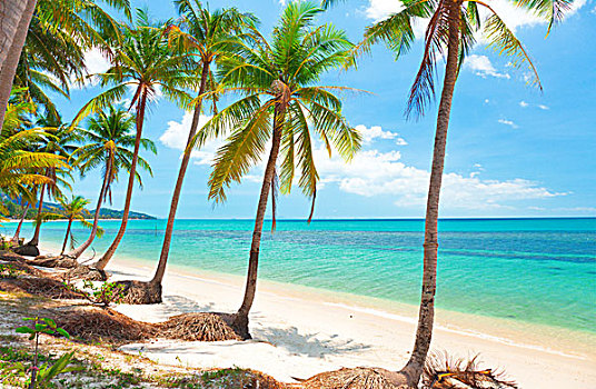 热带沙滩,椰树,树,苏梅岛,泰国