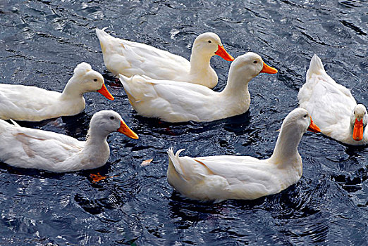 成群,白色,鸭子,游泳,水塘