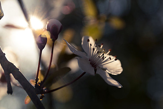 春天,繁花