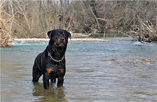 罗特韦尔犬,河