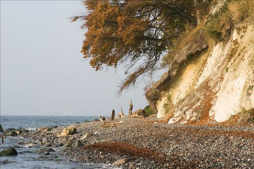 白垩断崖,海岸,吕根岛,波罗的海,梅克伦堡前波莫瑞州,德国,欧洲