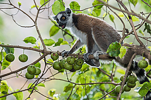 节尾狐猴,狐猴,树上,水果,马达加斯加,非洲