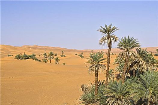棕榈树,沙漠,利比亚,非洲