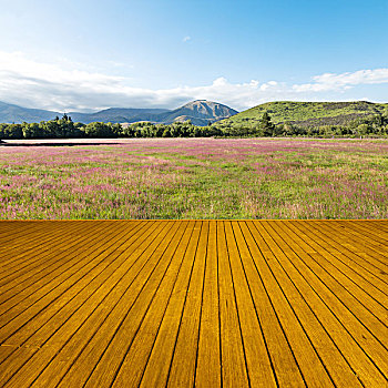 木地板,草场,夏天,晴天,新西兰