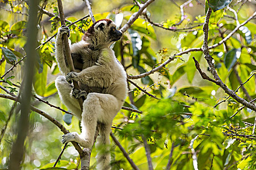 马达加斯加狐猴,维氏冕狐猴,峡谷,马达加斯加,非洲