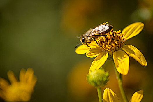 蜜蜂,圣地亚哥,向日葵,洛杉矶,加利福尼亚