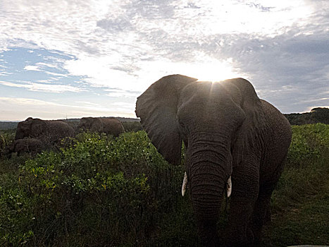 大象,南非