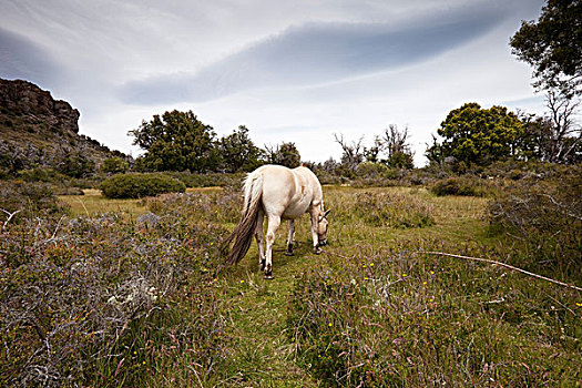 马,放牧,圣卡洛斯-德巴里洛切,里奥内格罗省,阿根廷