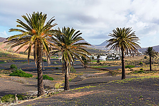 山谷,棕榈树,城镇,兰索罗特岛,加纳利群岛