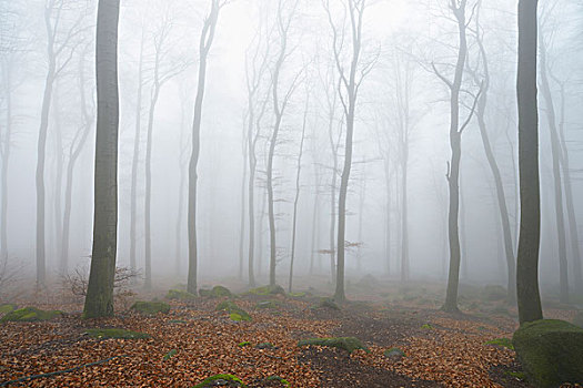 山毛榉,树林,早晨,雾气,奥登瓦尔德,黑森州,德国,欧洲