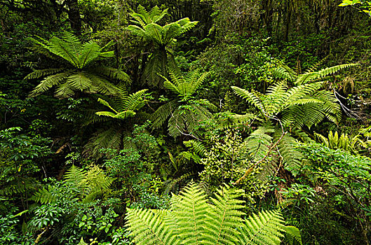 雨林,植被,桫椤,峡湾,南岛,新西兰,大洋洲