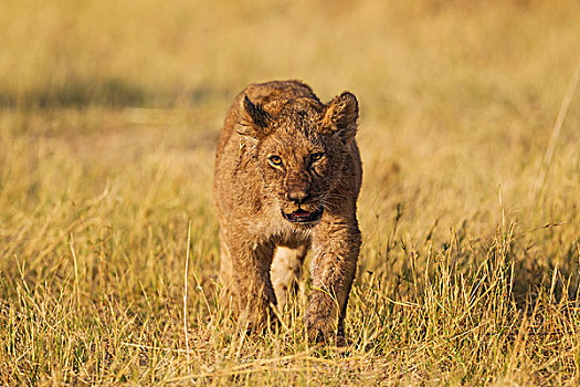 狮子,幼兽,萨维提,乔贝国家公园,博茨瓦纳,非洲