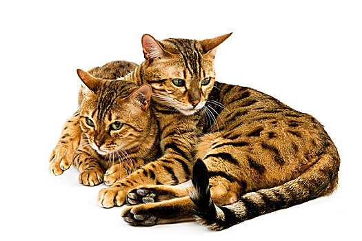 褐色,斑点,斑猫,孟加拉,家猫,一对,搂抱