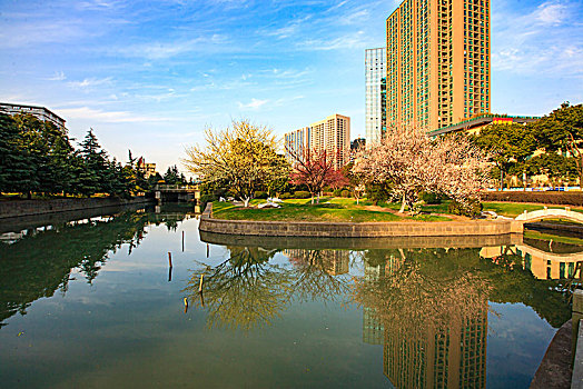 水池,花,春天,大楼