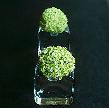 绿色,绣球花,花,玻璃花瓶,黑色背景