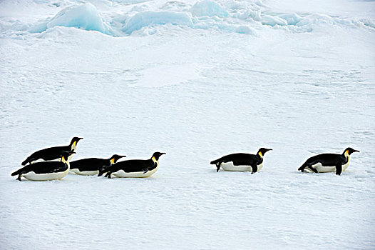 南极,威德尔海,靠近,雪丘岛,帝企鹅,海冰,途中,地表水流