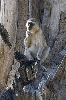 猴子,绿猴,莫雷米禁猎区,博茨瓦纳,非洲