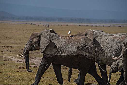 肯尼亚安博西里国家公园瞪羚
