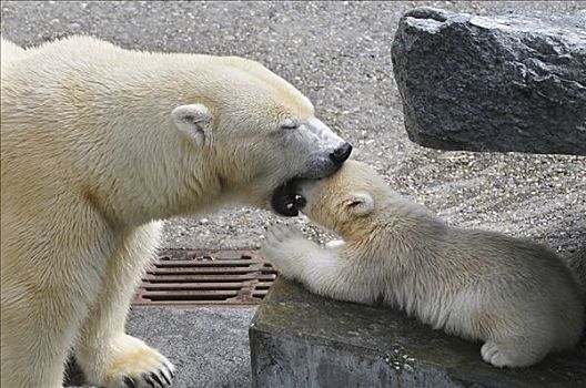 北极熊,幼兽,母兽,第一,公用,外观,动物园,斯图加特,巴登符腾堡,德国,欧洲