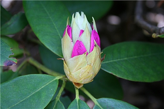 杜鹃花属植物,花蕾