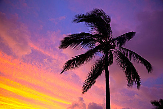 椰树,夏威夷