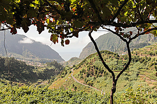 自然风光,风景,绿色,山,马德拉岛,葡萄牙