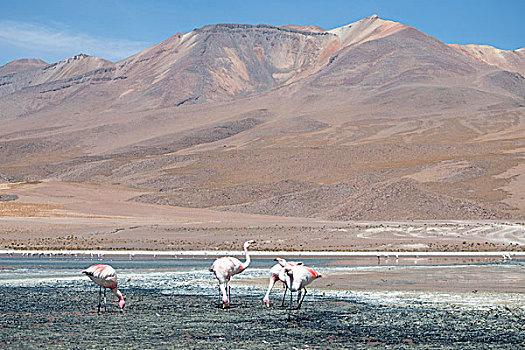 火烈鸟,盐湖,乌尤尼盐沼,玻利维亚,南美