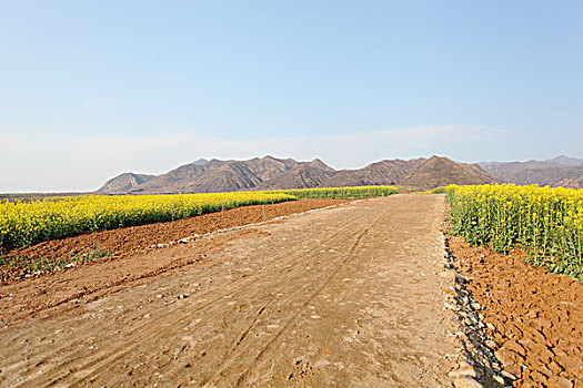 陕西蓝田玉山油菜花