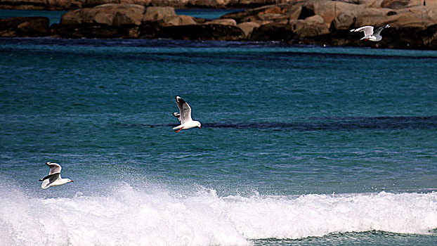 海边飞舞的海鸥