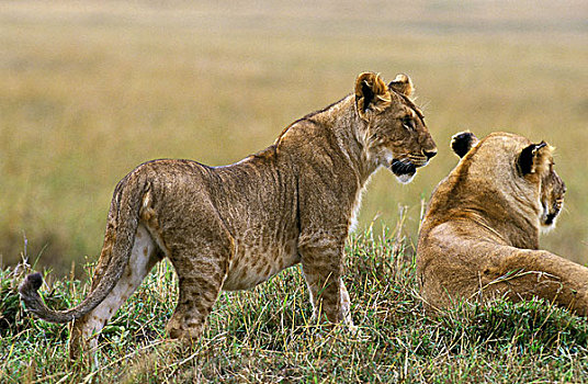 非洲,狮子,大型猫科动物,雌性,幼兽,肯尼亚
