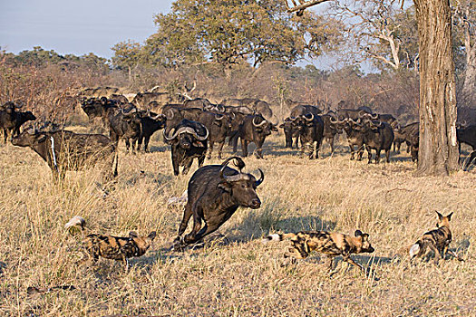 非洲野狗,非洲野犬属,三个,南非水牛,非洲水牛,北方,博茨瓦纳