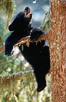 黑熊,幼兽,休闲,树上,溪流,通加斯国家森林,东南阿拉斯加,夏天