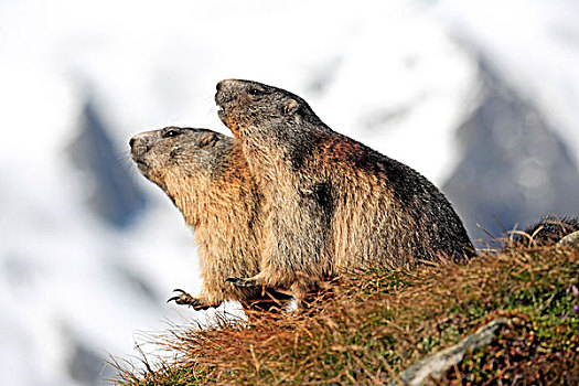 两个,阿尔卑斯土拨鼠,旱獭,成年,山丘,上陶恩山国家公园,奥地利,阿尔卑斯山,欧洲