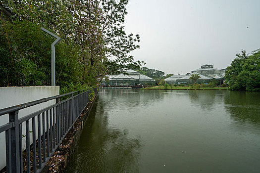 广州2023年春季华南雨中的植物园