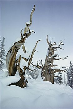 树,雪中,大盆地国家公园,内华达