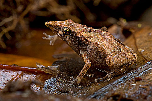 青蛙,物种,巴布亚新几内亚