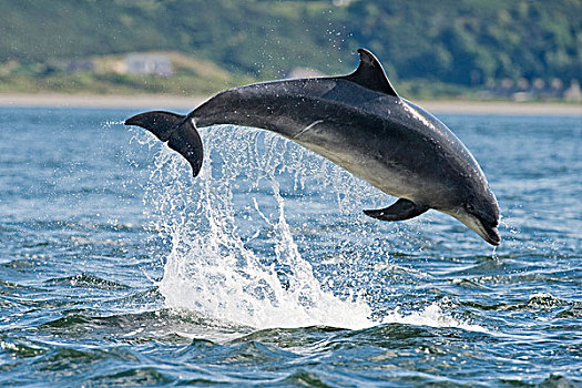 宽吻海豚,海豚,成年,黑色,岛,海鳗,苏格兰,英国,欧洲