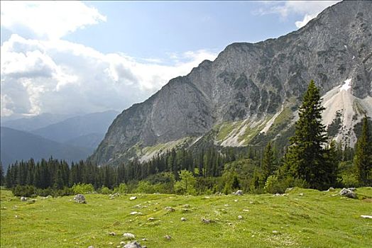 阿尔卑斯草甸,山林