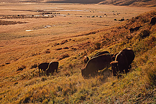 日出,野牛,放牧,山坡,黄石国家公园,怀俄明,美国