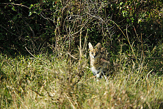 薮猫,高草,马赛马拉,公园,肯尼亚