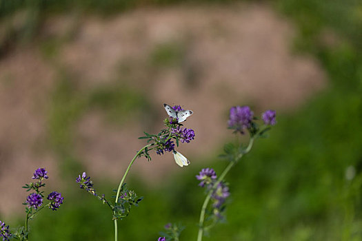 苜蓿花,蝴蝶