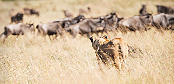 雌狮,狮子,风景,后视图,群,角马,非洲,大草原,五个,站立,看,肯尼亚