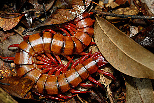 蜈蚣,古农列尤择国家公园,苏门答腊岛,印度尼西亚