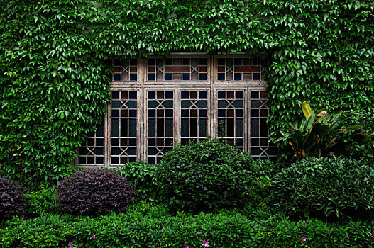 布满绿植的仿古窗户