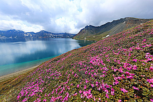 长白山高山花卉