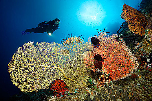 潜水,逆光,上方,珊瑚礁,多样,柳珊瑚目,大堡礁,昆士兰,太平洋,澳大利亚,大洋洲
