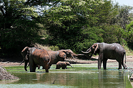 大象,非洲象,喝,禁猎区,查沃,肯尼亚