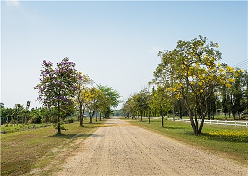 漂亮,花,道路