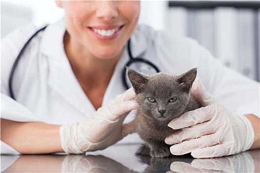 女性,兽医,检查,可爱,小猫