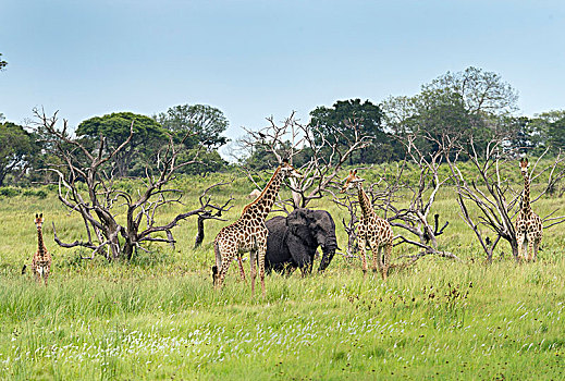 长颈鹿,大象,湿地,公园,野生动植物园,南非